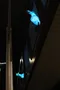 carousel chooser